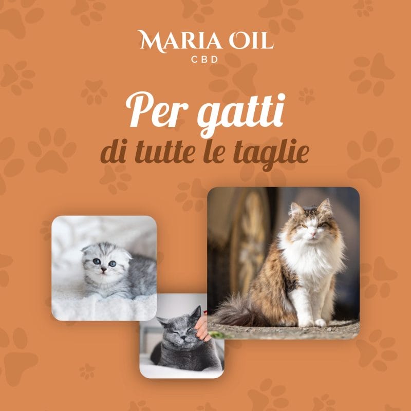 Olio CBD 5% per Gatti - immagine 5