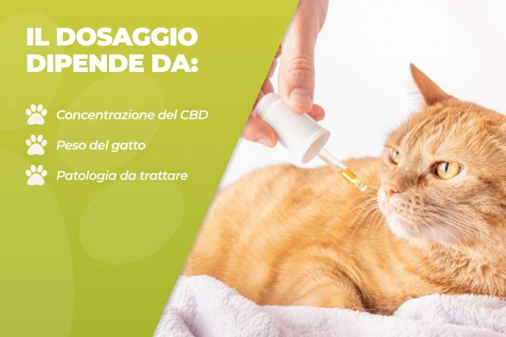 dosaggio del cbd per il gatto