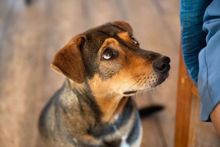 cbd per l'ansia nel cane
