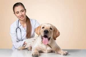 antidolorifico per cani