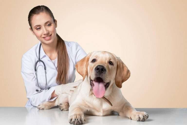 antidolorifico per cani