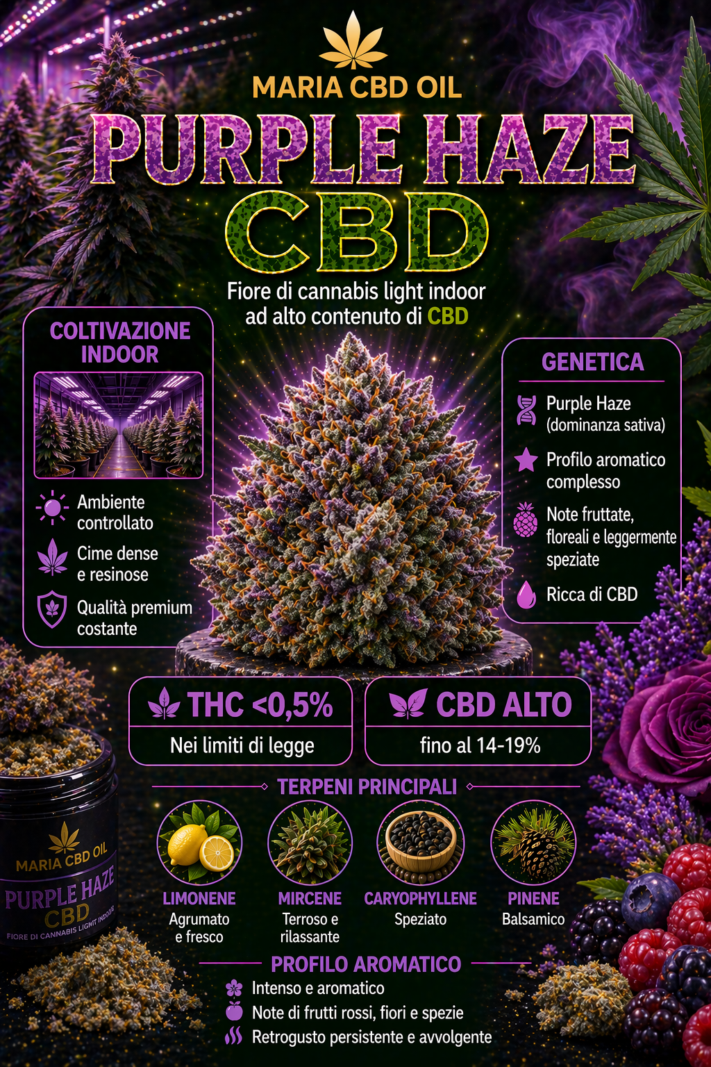 Purple Haze CBD