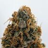 Purple_Haze3