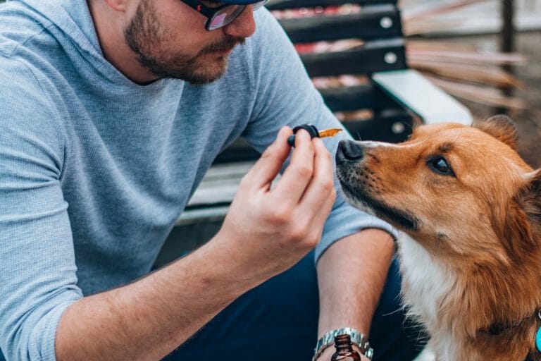 olio cbd per cani - utilizzo