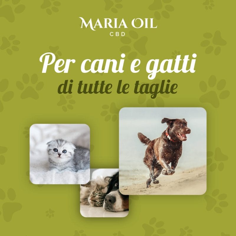 Olio CBD Pet 5% per animali - immagine 4