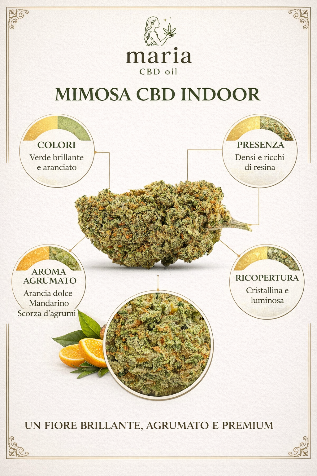 Fiore di Mimosa CBD Indoor con cime compatte e resinose, aroma agrumato di arancia e mandarino, canapa legale di alta qualità