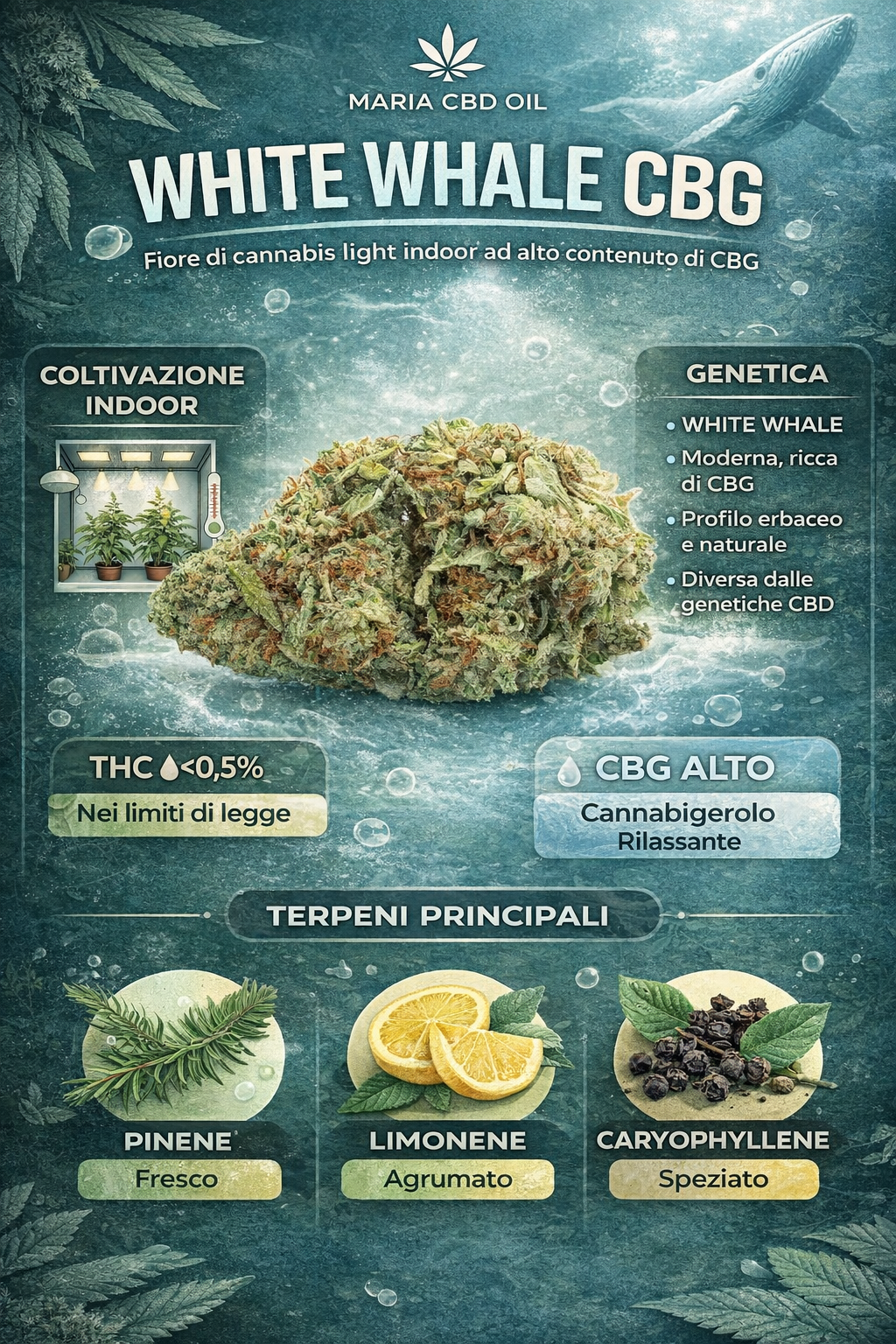 White Whale CBG fiore cannabis light indoor con cime compatte e resinose ad alto contenuto di CBG