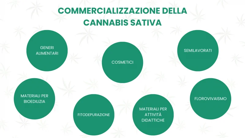 commercializzazione cannabis